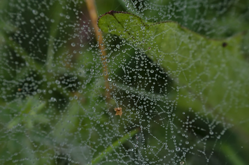 Ganz nah an einem Spinnennetz, an dem ganz viele Wassertropfen hängen.