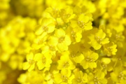 yellow_flowers-cover.jpg