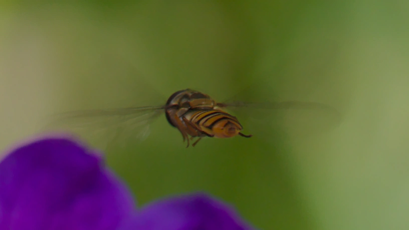 Schwebfliege in der Luft schwebend über eine teilweise sichtbaren Blüte.