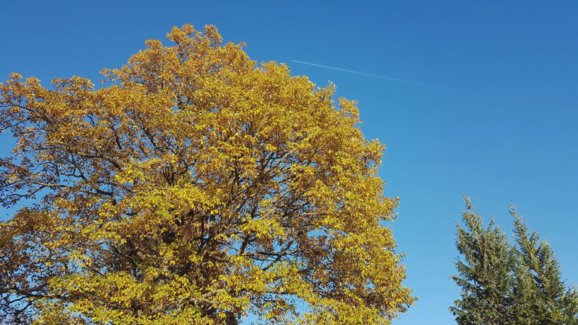Blauer Himmel und ein schöner Baum mit Herbstfarben. Im Himmel ein Kondensstreifen und ein Flugzeug.