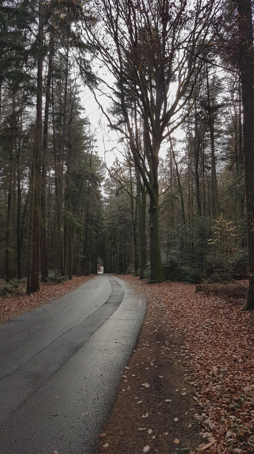 Eine Landstraße im Wald.