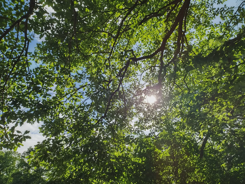 In die Krone eines Baums hineinfotografiert. Viele grüne Blätter und dahinter scheint leicht die Sonne durch.