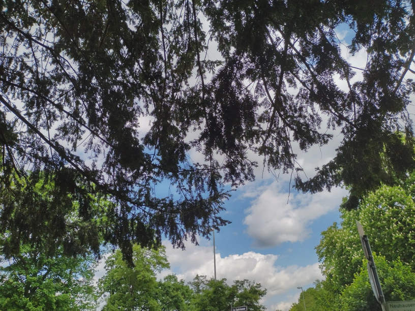 Unter einem Baum heraus nach draußen fotografiert. Von oben hängen die Äste herunter und im Hintergrund sind andere Bäume zu sehen, der blaue Himmel und Wölkchen.