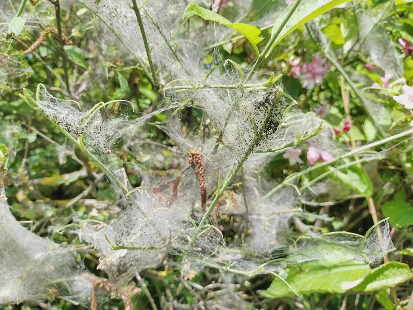 Gespinstmottennester, die ähnlich aussehen wie viele Spinnweben nebeneinander. Alles an einem einzigen Busch.