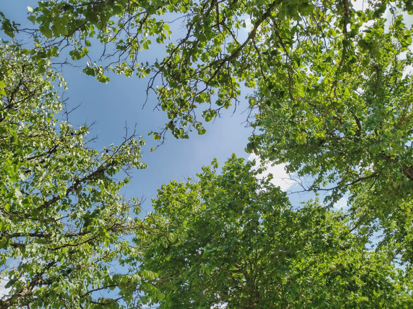 In Baumkronen hinein fotografiert. Blauer Himmel und grüne Blätter.