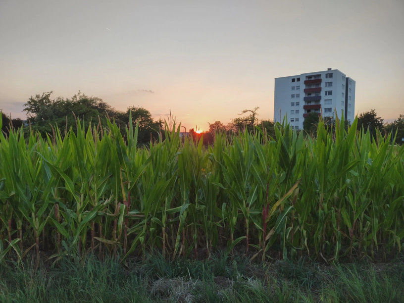 Über ein Maisfeld hinweg den Sonnenuntergang fotografiert. Rechts steht ein Hochhaus.