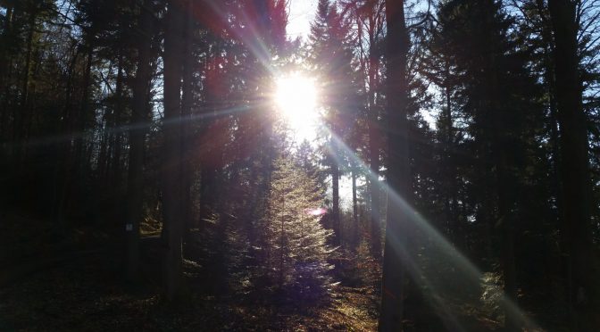 Snap 050 – Sonne im Wald