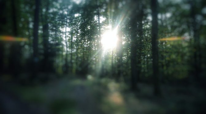 Snap 093 – Sonne im Wald