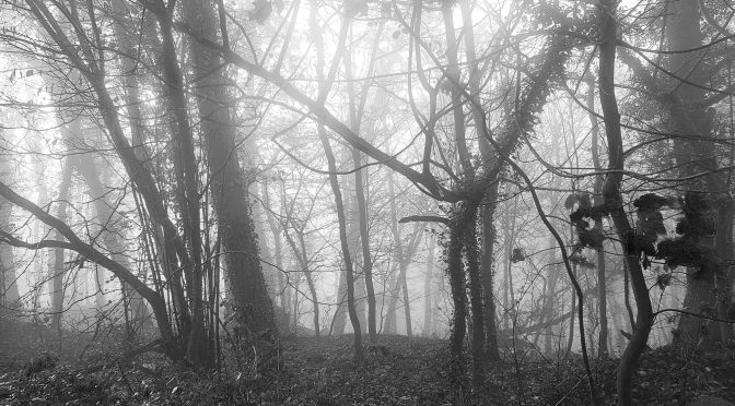 Snap 123 – Nebel im Wald